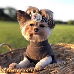 Meet your Posher, Liv